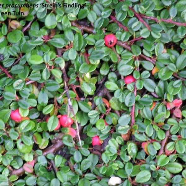 Dwergmispel 1 Dwergmispel