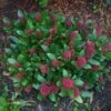 Skimmia