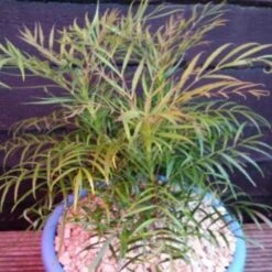 Chinese Mahoniestruik