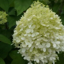 Pluimhortensia / Schapenkoppen