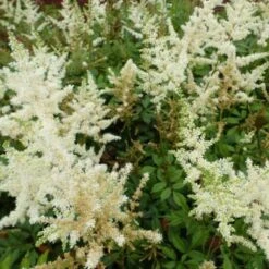 Pluimspirea