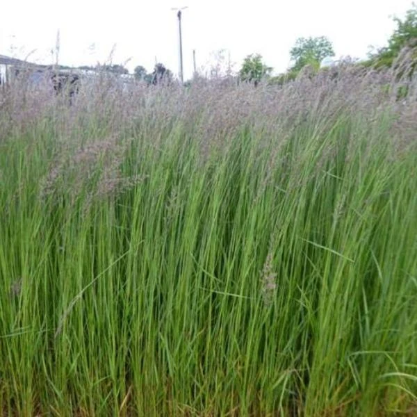 Struisriet 1 Struisriet