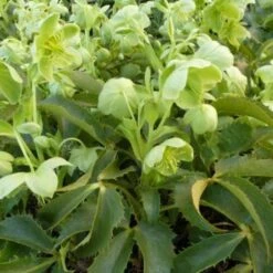 Corsicaans Nieskruid