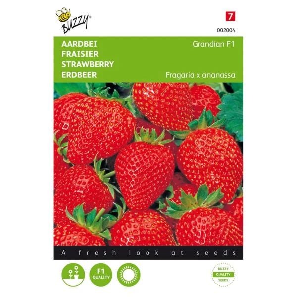 Aardbeien Grandian F1 - Fragaria × Ananassa 1 Aardbeien Grandian F1 - Fragaria × Ananassa