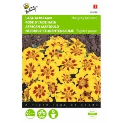 Afrikaan Naughty Marietta - Tagetes Patula Nana