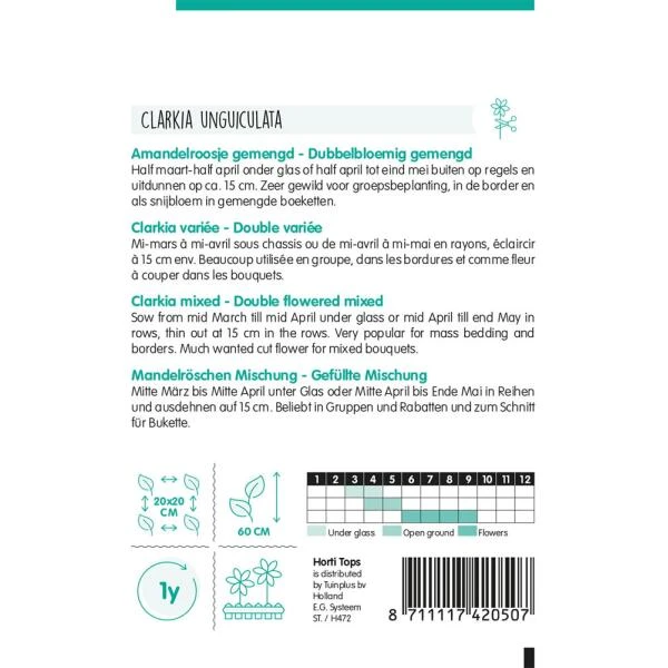 Amandelroosje - Clarkia Unguiculata 2 Amandelroosje - Clarkia Unguiculata - Afbeelding 2