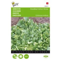 Andijvie Breedblad Volhart Winter - Cichorium Endivia
