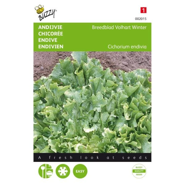 Andijvie Breedblad Volhart Winter - Cichorium Endivia 1 Andijvie Breedblad Volhart Winter - Cichorium Endivia