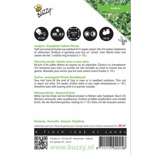 Andijvie Breedblad Volhart Winter - Cichorium Endivia 2 Andijvie Breedblad Volhart Winter - Cichorium Endivia - Afbeelding 2