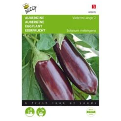 Aubergine Lange Violette - Solanum Melongena