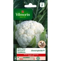 Bloemkool Clovis HF1