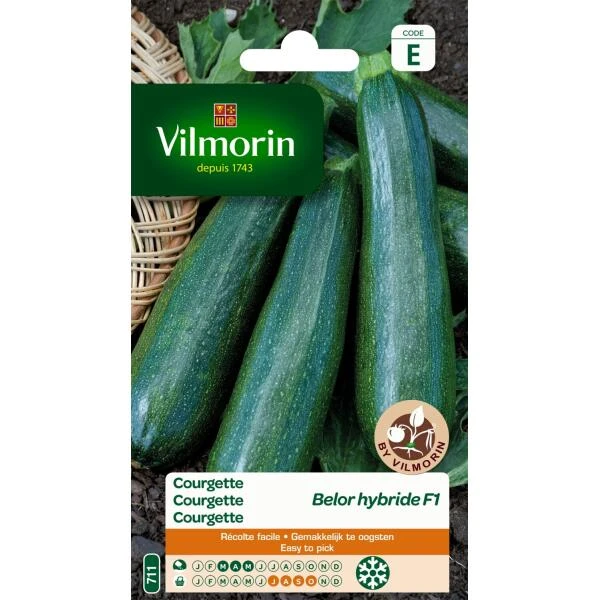 Courgette Bélor HF1 1 Courgette Bélor HF1