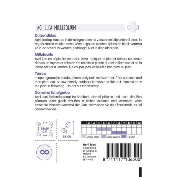 Duizendblad - Achillea Millefolium 2 Duizendblad - Achillea Millefolium - Afbeelding 2