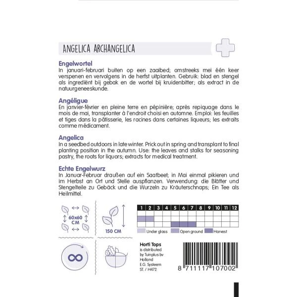 Engelwortel - Angelica Archangelica 2 Engelwortel - Angelica Archangelica - Afbeelding 2