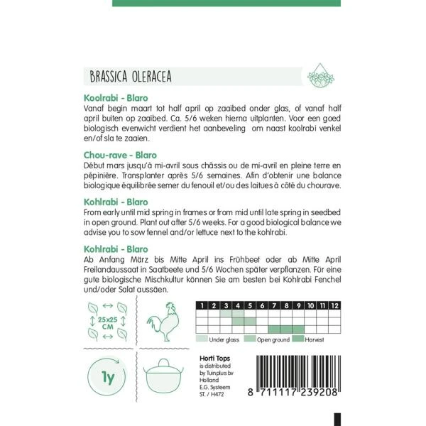Koolrabi Blaro - Brassica Oleracea 2 Koolrabi Blaro - Brassica Oleracea - Afbeelding 2