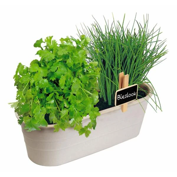 Kweekset Bieslook En Bladkoriander 2 Kweekset Bieslook En Bladkoriander - Afbeelding 2
