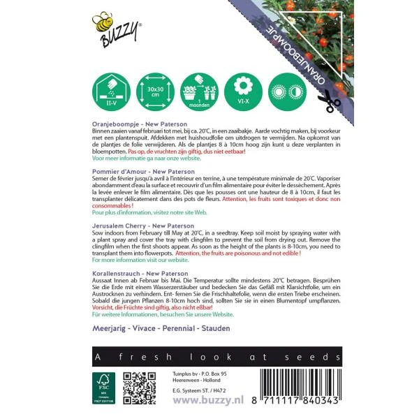 Oranjeboompje - Solanum Pseudocapsicum 2 Oranjeboompje - Solanum Pseudocapsicum - Afbeelding 2