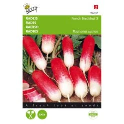 Radijs Halflange Rode Groot Witpunt - Raphanus Sativus