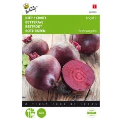 Rode Bieten Kogel 2 - Beta Vulgaris