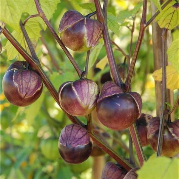 Tomatillo Violet - Physalis Ixocarpa 2 Tomatillo Violet - Physalis Ixocarpa - Afbeelding 2