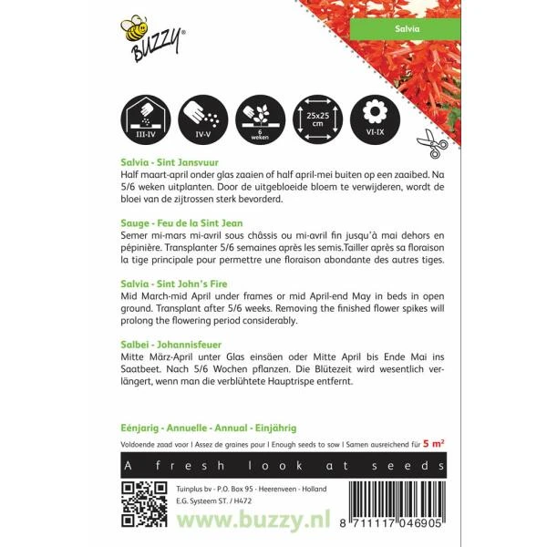 Vuursalie Sint Jansvuur - Salvia Splendens 2 Vuursalie Sint Jansvuur - Salvia Splendens - Afbeelding 2