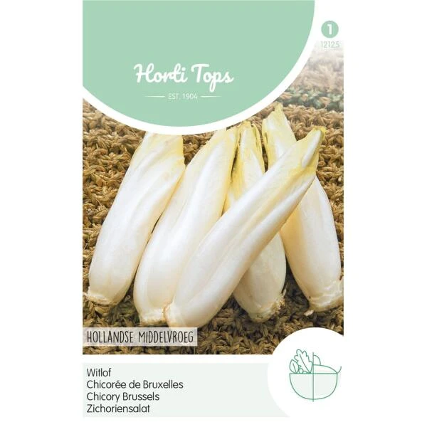 Witlof Hollandse Middelvroeg - Cichorium Intybus 1 Witlof Hollandse Middelvroeg - Cichorium Intybus