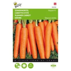 Zomerwortel Napoli F1 - Daucus Carota
