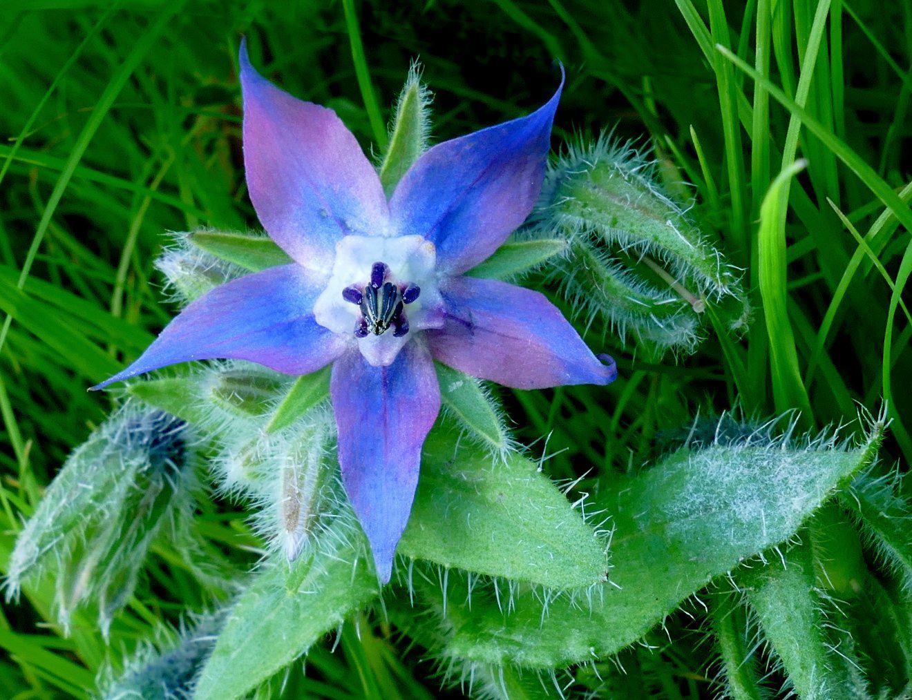 Gardena Verkoopwinkel -Gardena Verkoopwinkel 4615