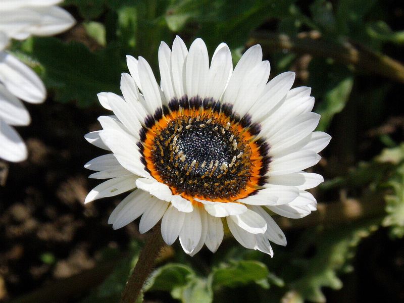 Gardena Verkoopwinkel -Gardena Verkoopwinkel 96866