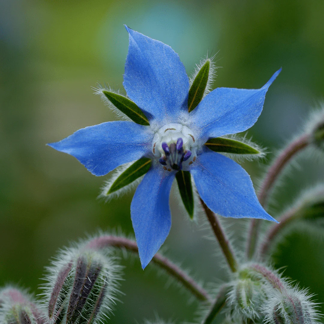 Gardena Verkoopwinkel -Gardena Verkoopwinkel borago officinalis komkommerkruid bernagie 854299