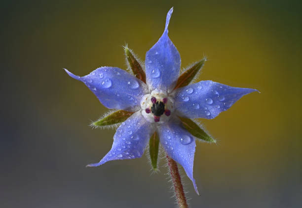 Gardena Verkoopwinkel -Gardena Verkoopwinkel istockphoto 1497917579 612x612 1